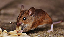 24 Hour & Emergency Exterminators in Thorndale, PA